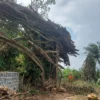 Pohon beringin berusia ratusan tahun di Pulo Majeti tumbang. Banyak pihak mengaitkan kejadian ini dengan kondisi Pilkada tahun 2024. (Istimewa)