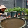 INOVASI : Ketua PKK RW 06 Kelurahan Cijagra Kota Bandung Nanik Nurwulan saat memberi makan lele di budikdamber Buruan Sae, Kamis (26/9).