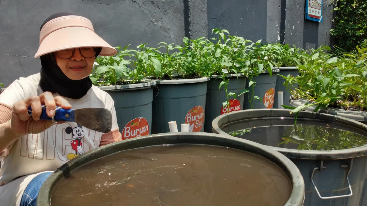 Lawan Stunting dengan Kolam Lele Buruan Sae Cijagra Kota Bandung INOVASI : Ketua PKK RW 06 Kelurahan Cijagra Kota Bandung Nanik Nurwulan saat memberi makan lele di budikdamber Buruan Sae, Kamis (26/9).