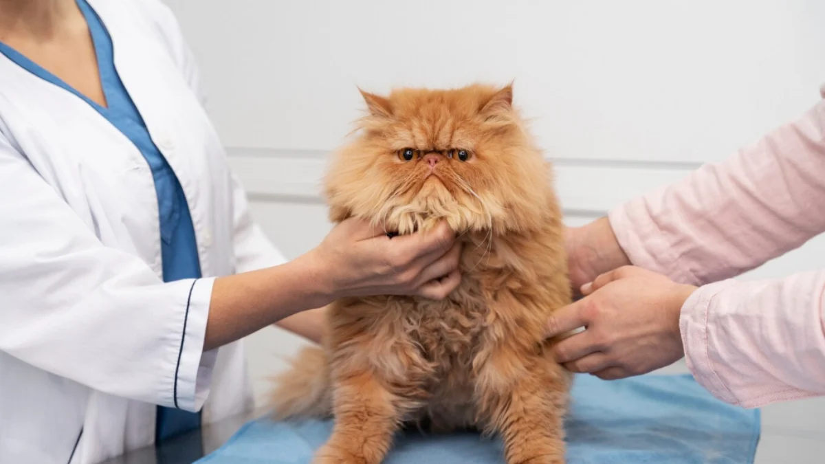 Daftar Klinik Hewan Vaksinasi Rabies Gratis di Bandung Daftar Klinik Hewan Vaksinasi Rabies Gratis di Bandung