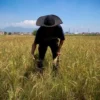 Ilustrasi petani di Bandung Barat keluhkan harga bibit mahal dan sulitnya dapatkan pupuk subsidi. Dok Jabar Ekspres