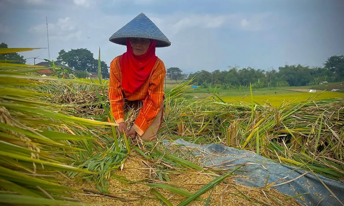 DKPP Bandung Barat Pastikan Stok Pupuk Subsidi Bagi Petani Aman Hingga Puncak Musim Tanam 2024 Ilustrasi petani tengah memanen padi di wilayah Kecamatan Ngamprah, Bandung Barat. Dok Jabar Ekspres