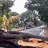 Hujan Deras Sebabkan Pohon Tumbang di Cimahi (mong)