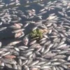 Ilustrasi belasan ton ikan mati massal di KJA Waduk Saguling, Kabupaten Bandung Barat. Dok Petani ikan