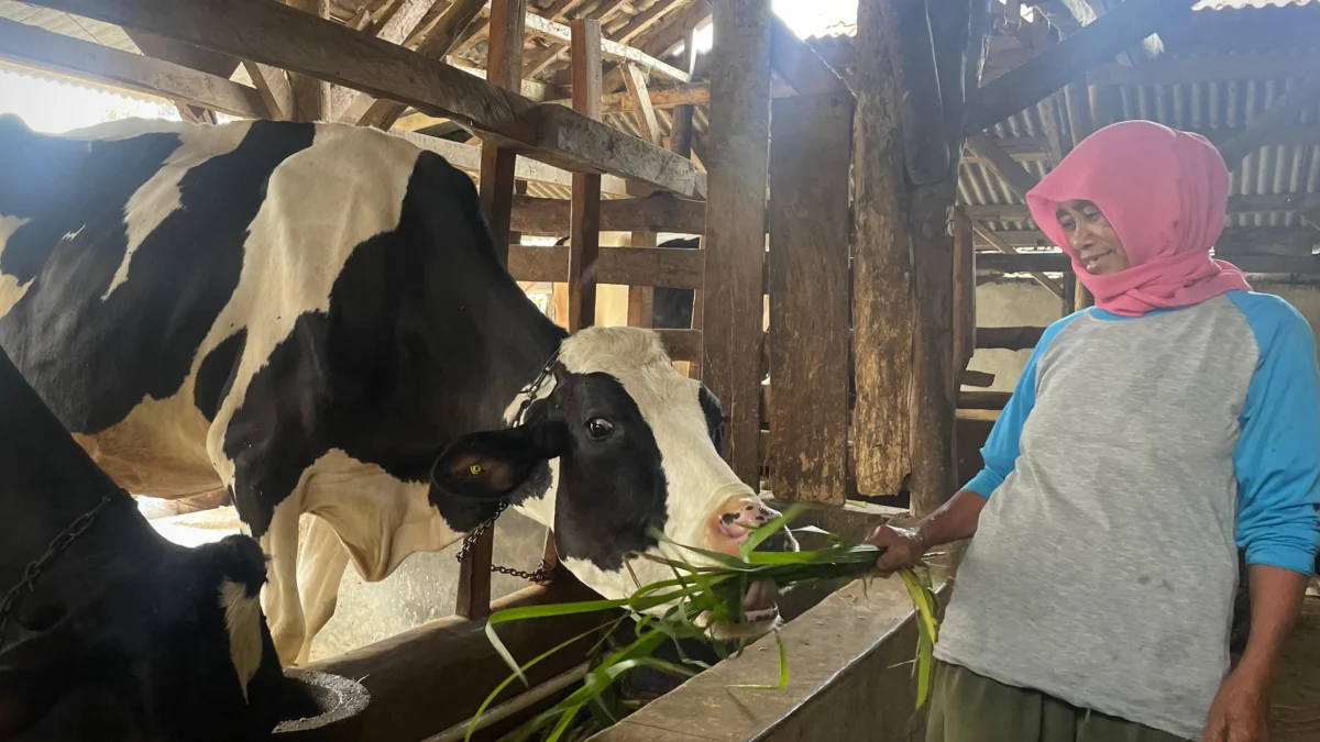 Peternak Sapi Perah di Lembang, Keluhkan Harga Susu Anjlok Peternak sapi perah di kawasan Lembang Kabupaten Bandung Barat mengeluhkan mengenai harga jual susu sapi yang sangat murah.