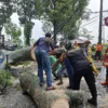 Petugas gabungan dibantu warga mengevakuasi pohon tumbang di Jalan Nasional Padalarang-Purwakarta, Kecamatan Cikalongwetan, Bandung Barat. Minggu (3/11). Dok petugas Kecamatan Cikalongwetan