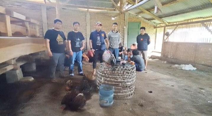 Polsek Ciwidey saat melakukan penggerebekan lokasi perjudian sabung ayam di Desa Sukawening, Kecamatan Ciwidey, Kabupaten Bandung. Foto Istimewa