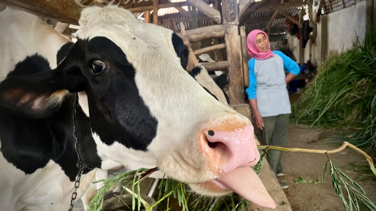 Tak Terprovokasi Aksi Boyolali, Peternak Sapi di Lembang Lebih Disulitkan Harga Pakan Mahal Titi warga Desa Cikole, Kecamatan Lembang, Bandung Barat saat memberi pakan sapi ternaknya. Rabu (13/11). Dok Jabar Ekspres