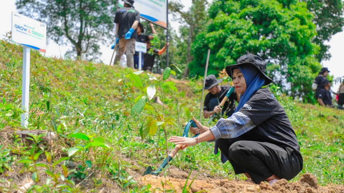 Pulihkan Hutan Bekas Tambang, Aksi Nyata Kelompok Tani Selamatkan Lingkungan Bersama BRI Menanam-Grow & Green Aksi Nyata Kelompok Tani Selamatkan Lingkungan Bersama BRI Menanam-Grow & Green