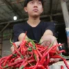 Cabai merah tembus Rp 60.000 perkilo di Pasar Induk, Kota Bandung (Jabar Ekspres)