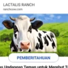Aplikasi Lactalis Ranch Penghasil Uang Cukup Adopsi Sapi, Untung Tiap Hari atau Scam?