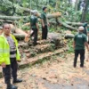 Pihak Kepolisian, TNI, BPBD dan masyarakat tengah melakukan pembersihan dahan pohon tumbang. (foto/ANTARA)
