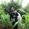 Ayep saat berangkat ke ladang jagung miliknya.(son)