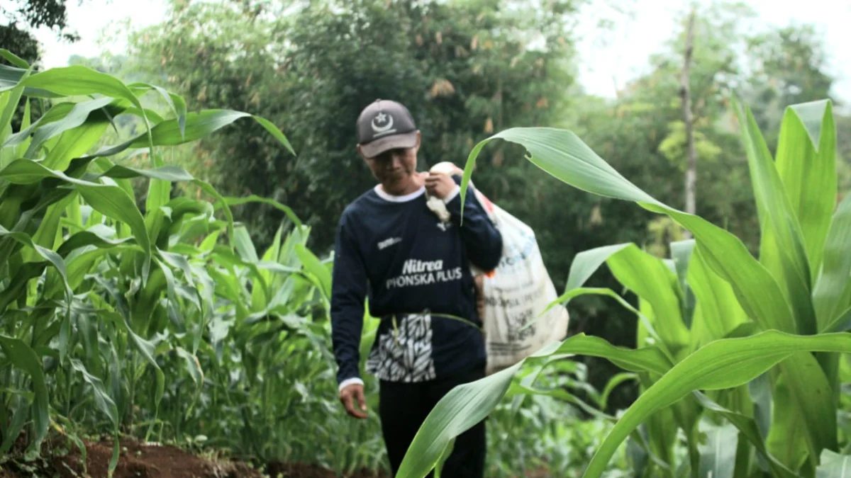 Petani Nagreg Sambut Baik Pemangkasan Aturan Distribusi Pupuk Subsidi Ayep saat berangkat ke ladang jagung miliknya.(son)