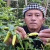 Terus Diguyur Hujan, Petani Sayuran Bandung Barat Pasrah Gagal Panen Petani di Lembang saat memperlihatkan cabai yang kekurangan nutrisi akibat faktor cuaca. Senin (9/12). Dok istimewa