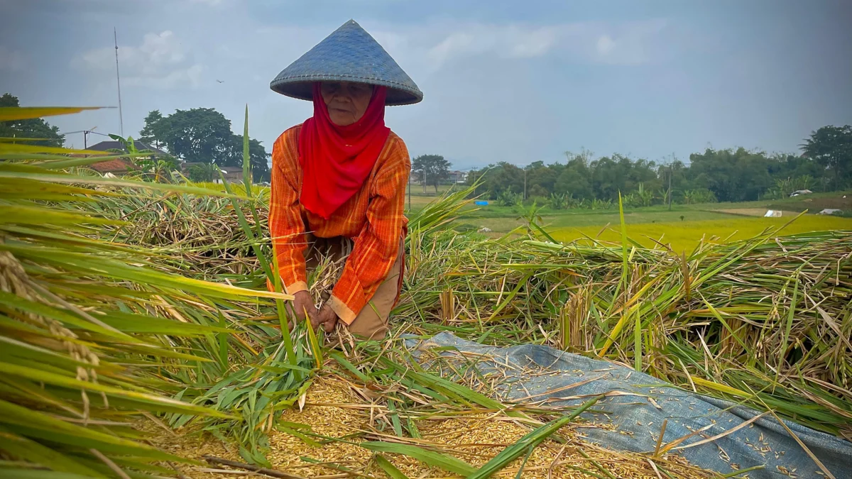 Penyusutan Lahan Sulit Terawasi DPKP Bandung Barat Susun LP2B Ilustrasi petani tengah memanen padi di sawahnya di wilayah Kecamatan Ngamprah, Bandung Barat. Dok Jabar Ekspres