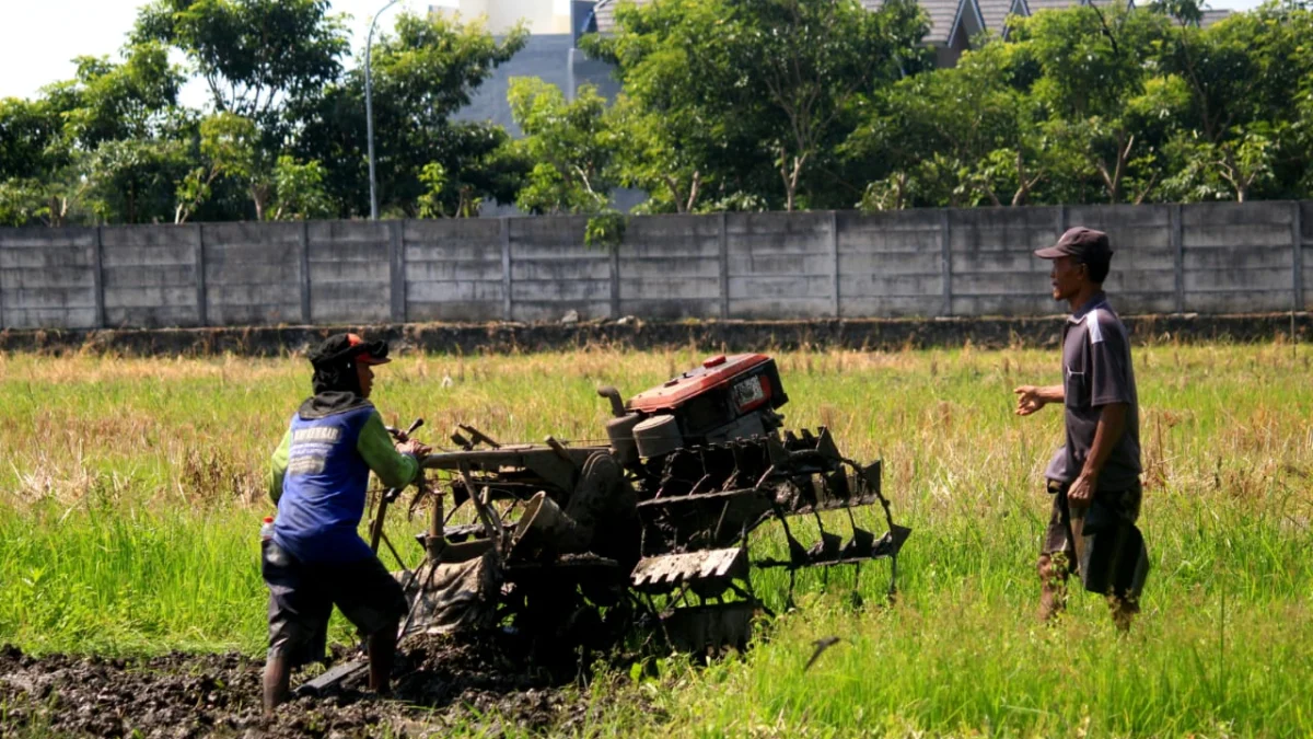 Petani Nagreg Ingin Kuota Pupuk Subsidi Tak Dibatasi Ilustrasi petani sedang membajak sawah (son)
