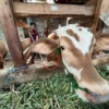 1.420 Ekor Ternak di 14 Kota Kabupaten di Jabar Tertular PMK, Vaksinasi Mulai Besok!