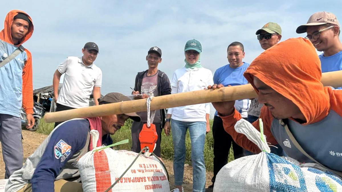 Petani lokal saat menimbang gabah beras