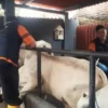 Petugas dari DKP3 Kota Banjar menyuntikan vaksin ke hewan ternak sapi milik peternak di Kota Banjar belum lama ini. Di Kota Banjar dan Ciamis, Penyakit Mulut dan Kuku sudah mulai menyebar. (Cecep Herdi/Jabar Ekspres)