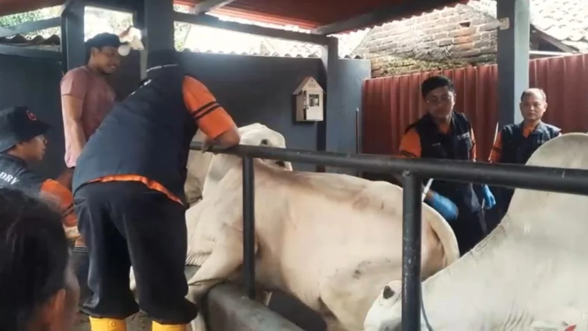 2 Ekor Sapi di Kota Banjar Terdeteksi PMK Ringan Petugas dari DKP3 Kota Banjar menyuntikan vaksin ke hewan ternak sapi milik peternak di Kota Banjar belum lama ini. Di Kota Banjar dan Ciamis, Penyakit Mulut dan Kuku sudah mulai menyebar. (Cecep Herdi/Jabar Ekspres)