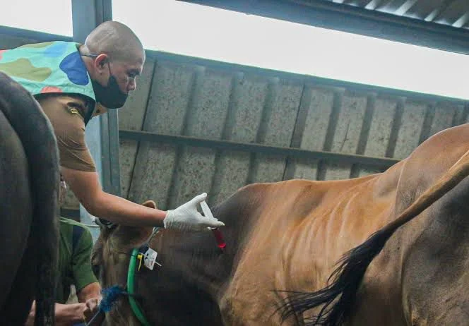 Foto ilustrasi proses vaksinasi hewan ternak di Kota Bandung. Hal ini dilakukan guna mencegah terjangkitnya hewan ternak oleh penyakit PMK (Jabarekspres)