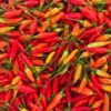Ilustrasi cabai rawit merah. Di tingkat petani harga cabai turun signifikan. Dok Jabar Ekspres