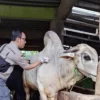 Salah satu petugas melakukan vaksinasi pada hewan ternak sapi. Foto : Diskominfo