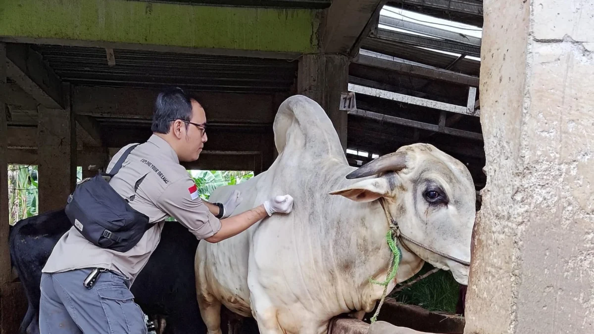 Salah satu petugas melakukan vaksinasi pada hewan ternak sapi. Foto : Diskominfo