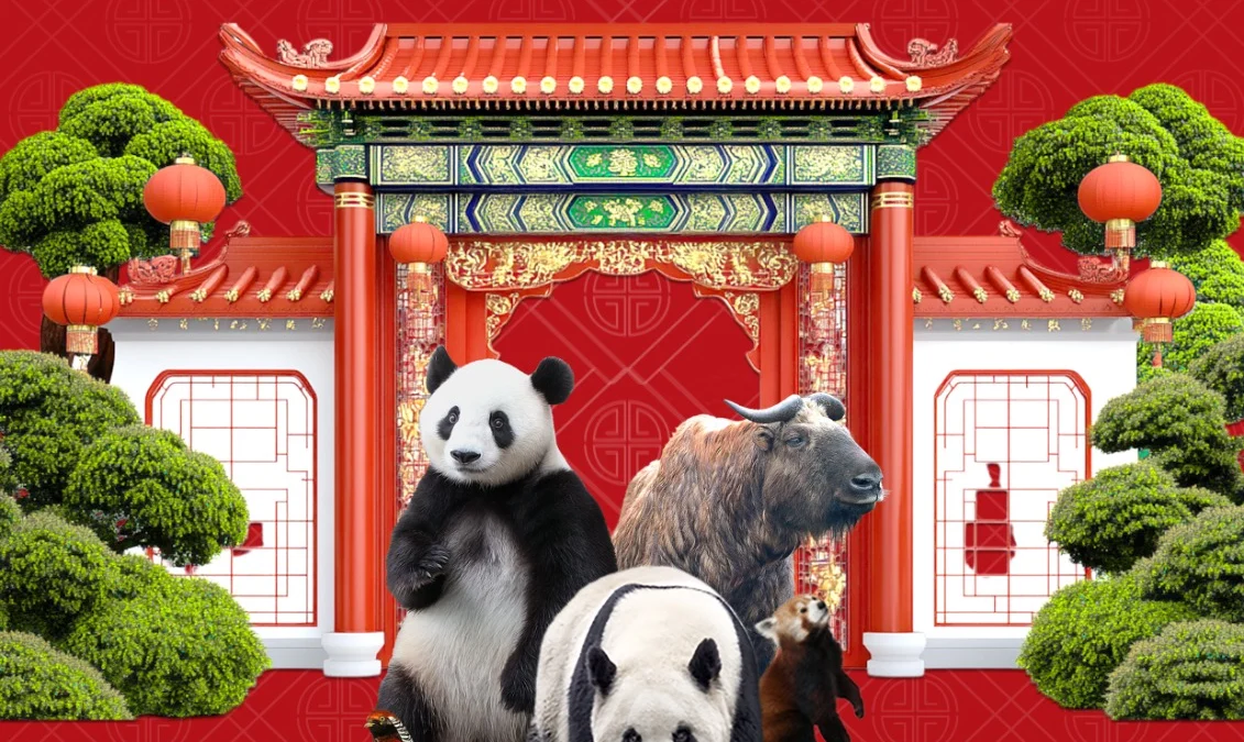 Taman Safari Bogor Meriahkan Imlek dengan Atraksi Barong, Liong, Noodle Festival di Istana Panda & Staycation di Safari Resort