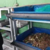 Direktur Utama Haris Setiawan saat melakukan peninjauan budidaya magot di Pasar Ciluar. Foto : Reg