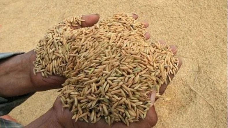 Mulai Bulan ini, Bulog Beli Gabah dengan Harga Rp6.500 per Kg Ilustarasi gabah bakal dibeli Bulog Rp6500/Istimewa/