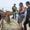 Beberapa awak media saat memberi pakan Sapi Pasundan di wisata Mini Ranch Kabupaten Ciamis. Kegiatan merupakan kolaborasi dengan KPU Ciamis dalam rangka evaluasi Pemilu 2024 sambil mempromosikan wisata lokal. (Cecep Herdi/Jabar Ekspres)
