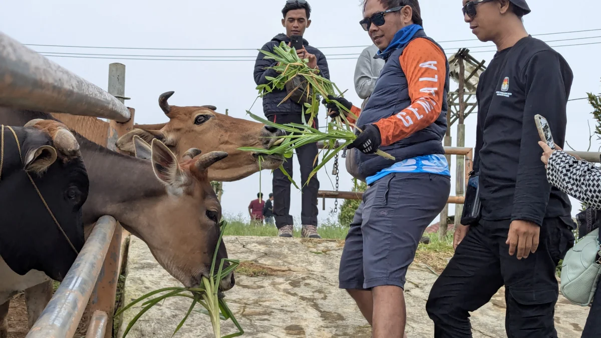 KPU Ciamis Inovatif, Evaluasi Pemilu Sambil Promosikan Wisata Lokal Beberapa awak media saat memberi pakan Sapi Pasundan di wisata Mini Ranch Kabupaten Ciamis. Kegiatan merupakan kolaborasi dengan KPU Ciamis dalam rangka evaluasi Pemilu 2024 sambil mempromosikan wisata lokal. (Cecep Herdi/Jabar Ekspres)