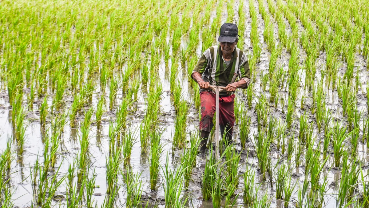 Seorang petani sedang membajak sawah