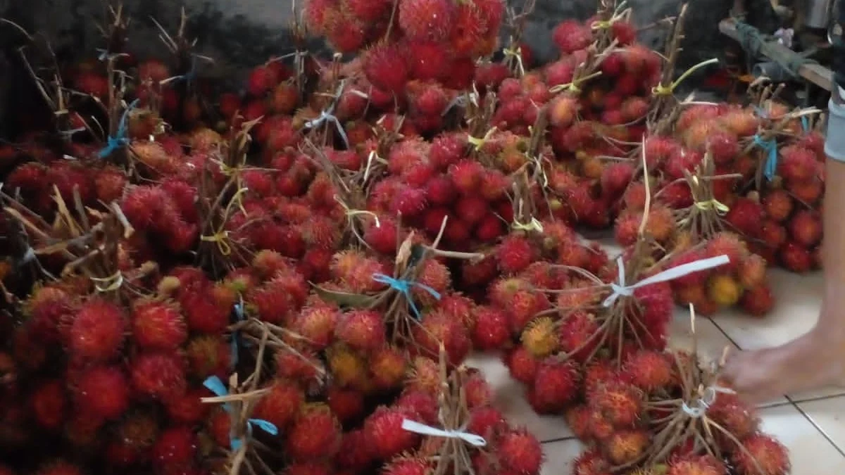 Rambutan Sibatulawang, buah khas Kota Banjar yang memiliki citarasa manis ini bisa mencapai angka penjualan hingga Rp6 miliar lebih per tahun. (Istimewa)