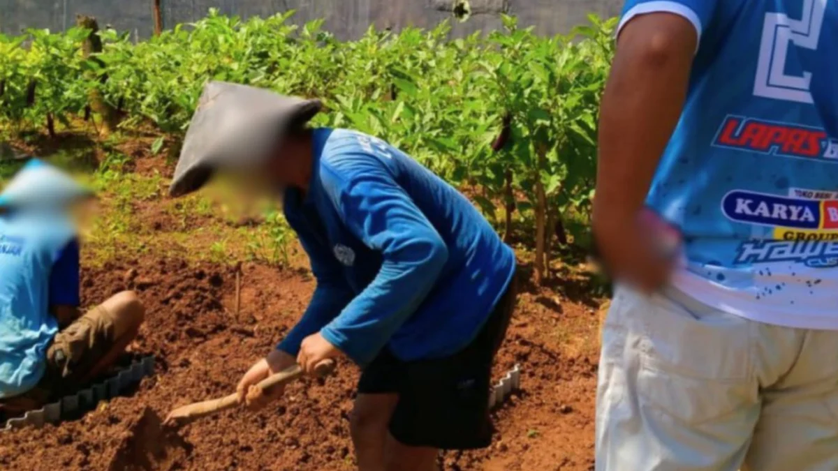 Warga binaan Lapas Kelas llB Banjar saat mengolah tanah menjadi lahan perkebunan di area lapas. (Foto: Istimewa)