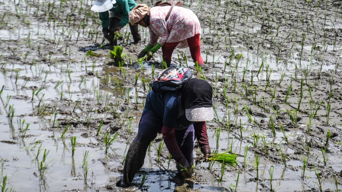 Petani menanam padi di areal persawahan Sekejati, Jalan Soekarno Hatta, Kota Bandung, Rabu (12/2). Foto: Dimas Rachmatsyah / Jabar Ekspres