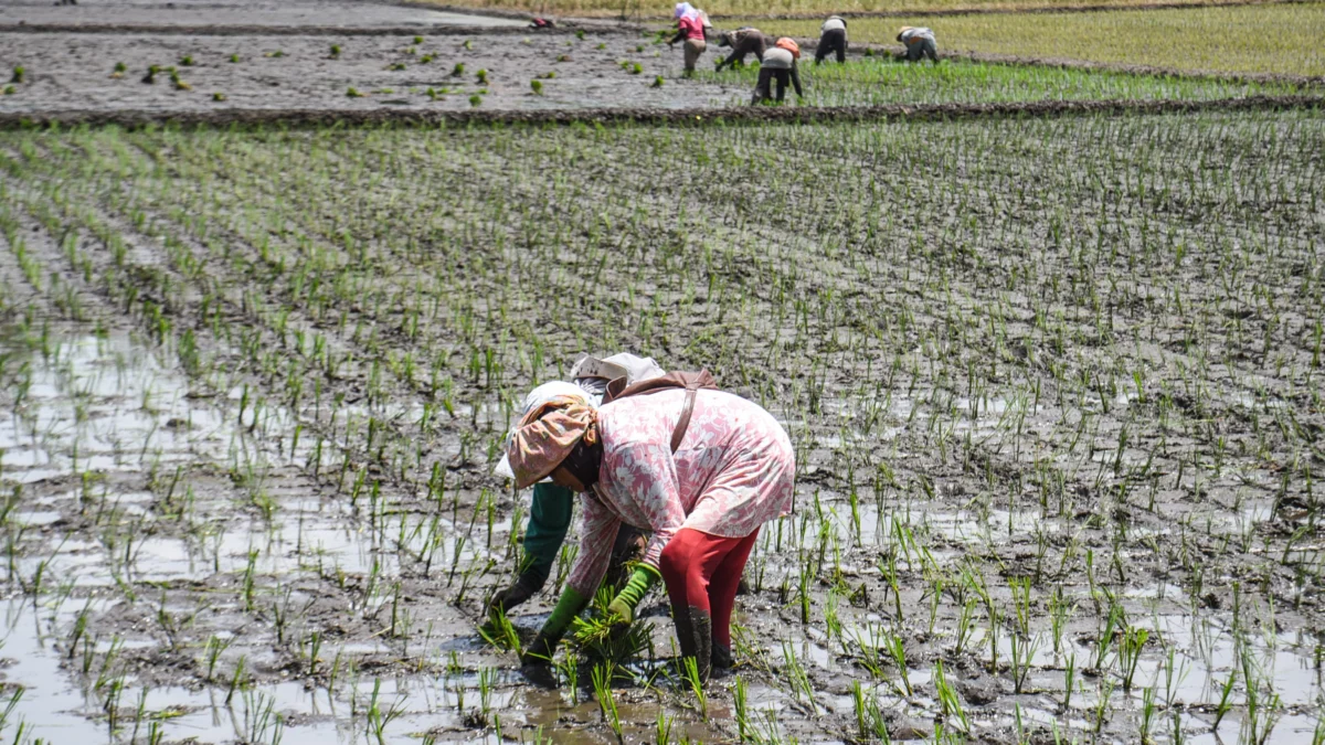 Penyusutan Sawah di Bandung Kian Masif, Walhi: Perlu Kebijakan Perlindungan Ketat Petani menanam padi di areal persawahan Sekejati, Jalan Soekarno Hatta, Kota Bandung, Rabu (12/2). Foto: Dimas Rachmatsyah / Jabar Ekspres
