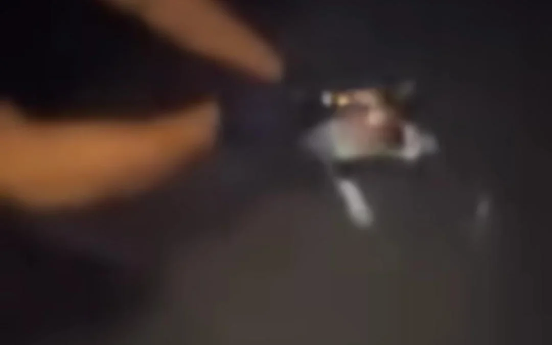 Viral di Medsos, Pria di Cibiru Tega Tembak Kucing Liar hingga Mati! Ist. Tangkap layar unggahan @rumahsinggahclow yang memperlihatkan seorang Peria diduga menembak kucing liar. Istimewa