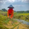 Petani asal Kecamatan Ngamprah, Bandung Barat tengah memanen padi. Dok Jabar Ekspres/Suwitno/
