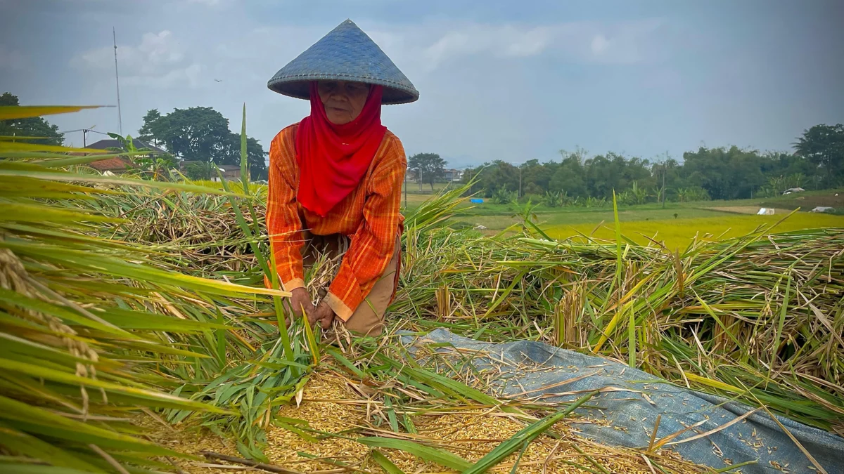 Petani asal Kecamatan Ngamprah, Bandung Barat tengah memanen padi. Dok Jabar Ekspres/Suwitno/