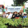 Pemkab Bogor saat melakukan panen cabai (Dok. Diskominfo Kabupaten Bogor)