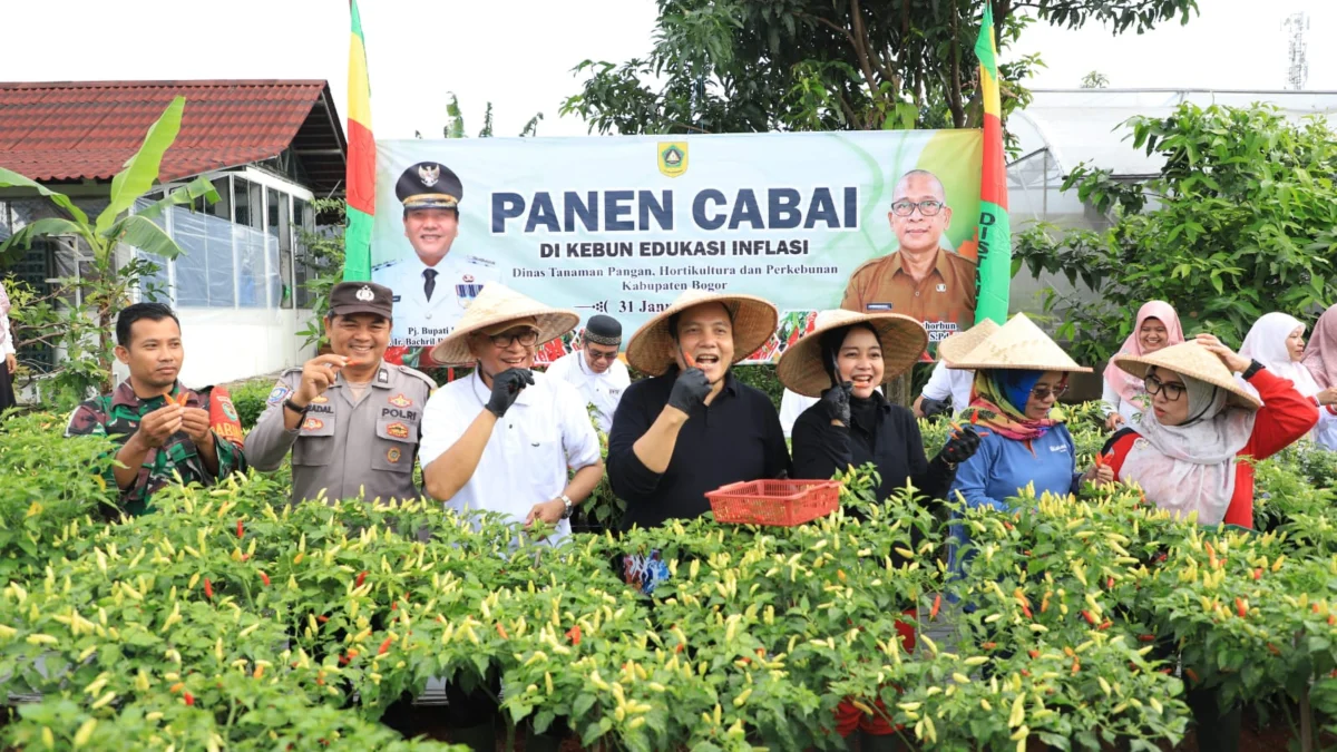 Pemkab Bogor saat melakukan panen cabai (Dok. Diskominfo Kabupaten Bogor)