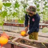 Petugas merawat tanaman buah melon yang siap dipanen di Kantor UPTD Pembibitan Tanaman Pangan, Hortikultura, dan Peternakan Kota Bandung, Selasa (18/2). Foto: Dimas Rachmatsyah / Jabar Ekspres