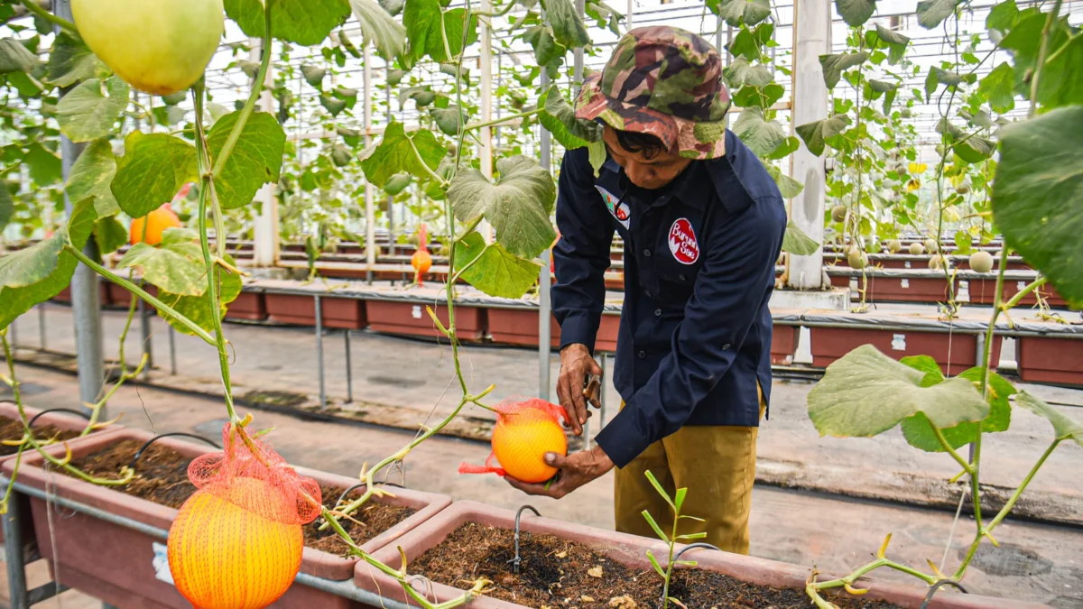 Petugas merawat tanaman buah melon yang siap dipanen di Kantor UPTD Pembibitan Tanaman Pangan, Hortikultura, dan Peternakan Kota Bandung, Selasa (18/2). Foto: Dimas Rachmatsyah / Jabar Ekspres