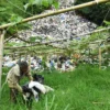 llustrasi: Seorang warga tengah memilah sampah di lokasi pembuangan sampah ilegal di Lembang, Bandung Barat. Foto: Dimas Rachmatsyah / Jabar Ekspres