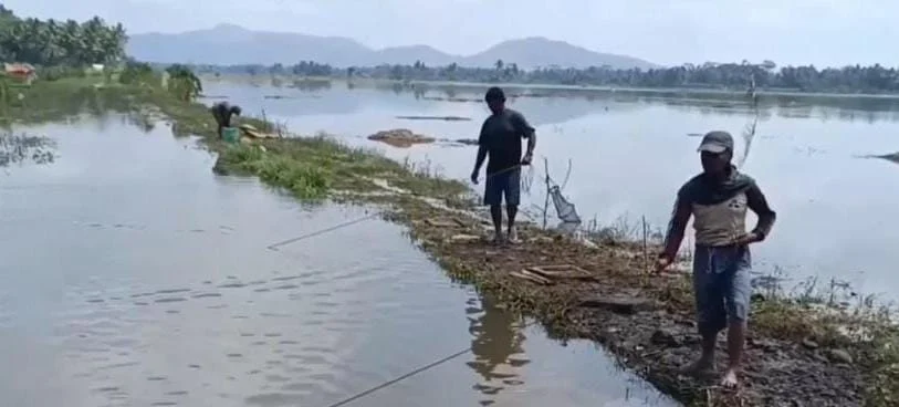 Ratusan hektare lahan pesawahan di Kecamatan Lakbok Kabupaten Ciamis Jawa Barat terendam banjir akibat luapan sungai, Rabu 19 Februari 2025. (Cecep Herdi/Jabar Ekspres)