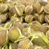 Mengenal Apa itu Durian Tewel yang Viral di Media Sosial