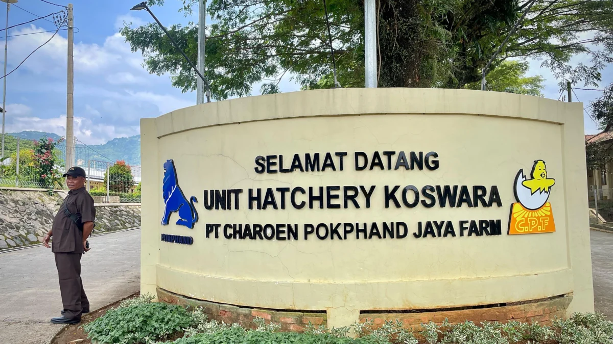 Unit Hatchery Koswara PT Charoen Pokphand Jaya Farm di Desa/Kecamatan Cipatat, Bandung Barat. Dok Jabar Ekspres/Suwitno